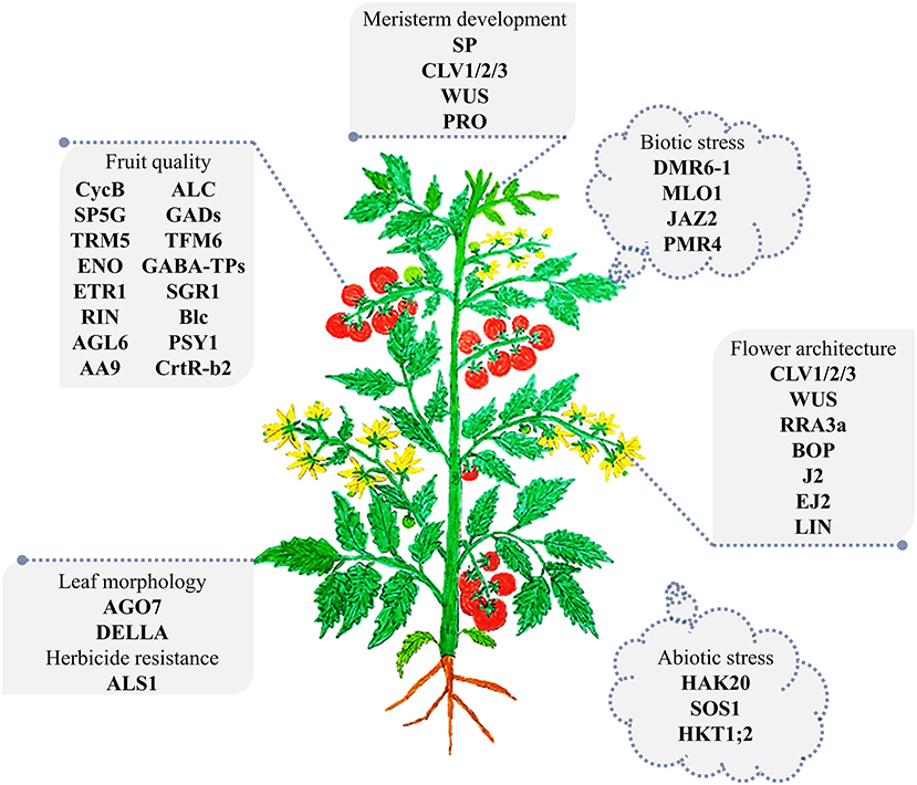 Frontiers Precision Genome Engineering for the Breeding of Tomatoes Recent Progress and