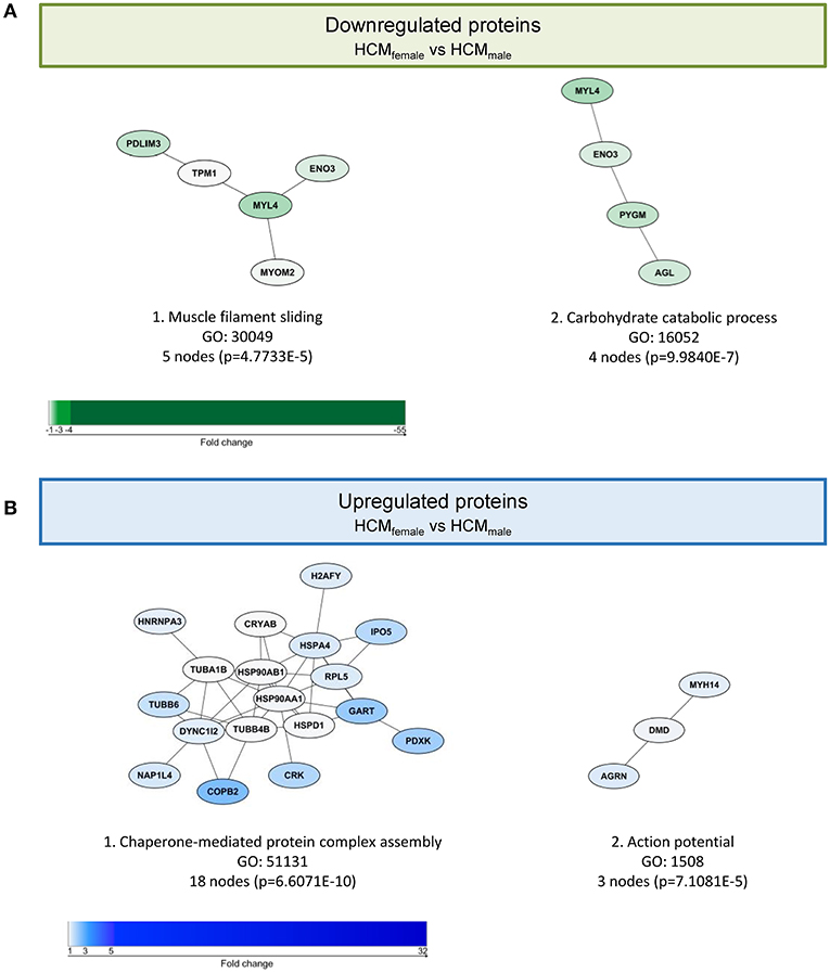 Frontiers Sex Related Differences In Protein Expression In Sarcomere Mutation Positive 