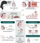 Frontiers | From Maternal Diet to Neurodevelopmental Disorders: A Story ...