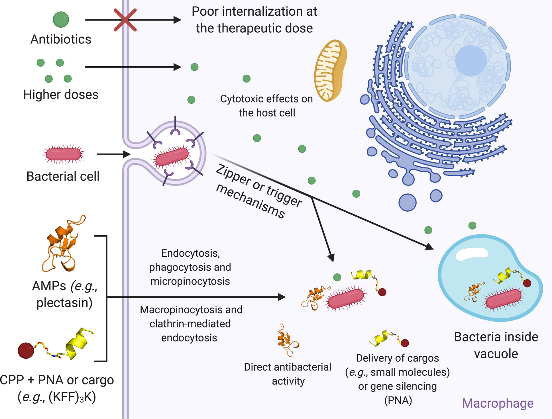 Frontiers Antimicrobial Peptides And Cell Penetrating Peptides For