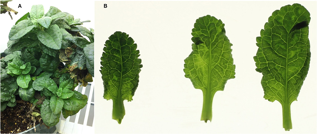Nucleotide sequence alignment of a fragment of the lettuce mosaic