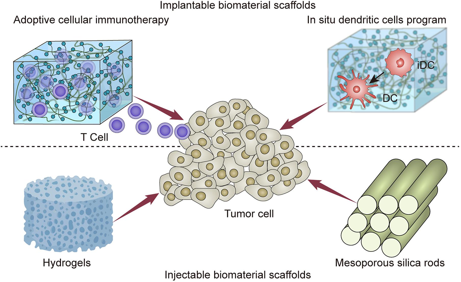 Frontiers  Implantable and Injectable Biomaterial Scaffolds for Cancer  Immunotherapy
