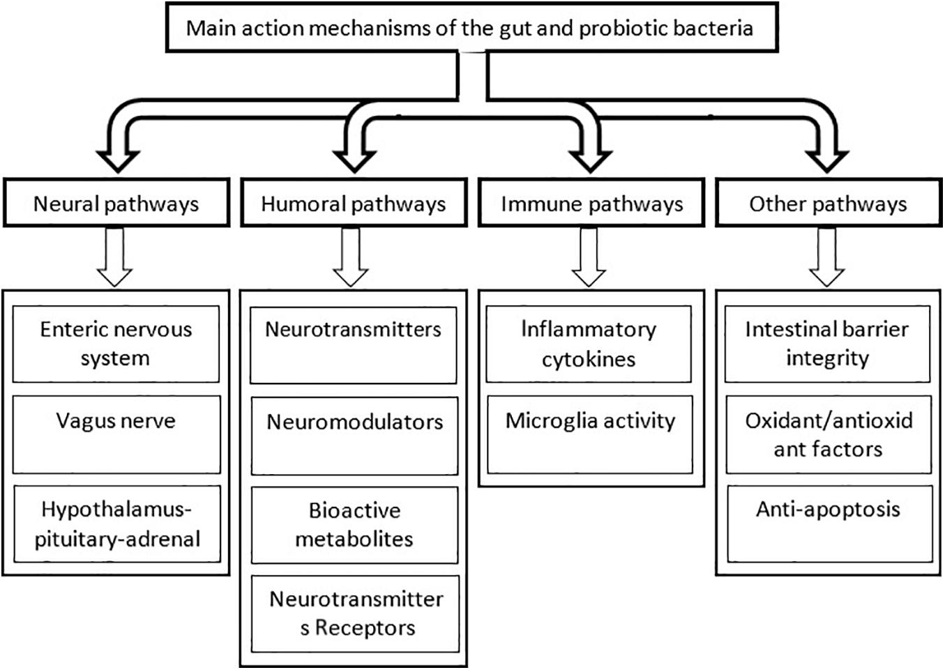 Frontiers | Interplay of Good Bacteria and Central Nervous System 