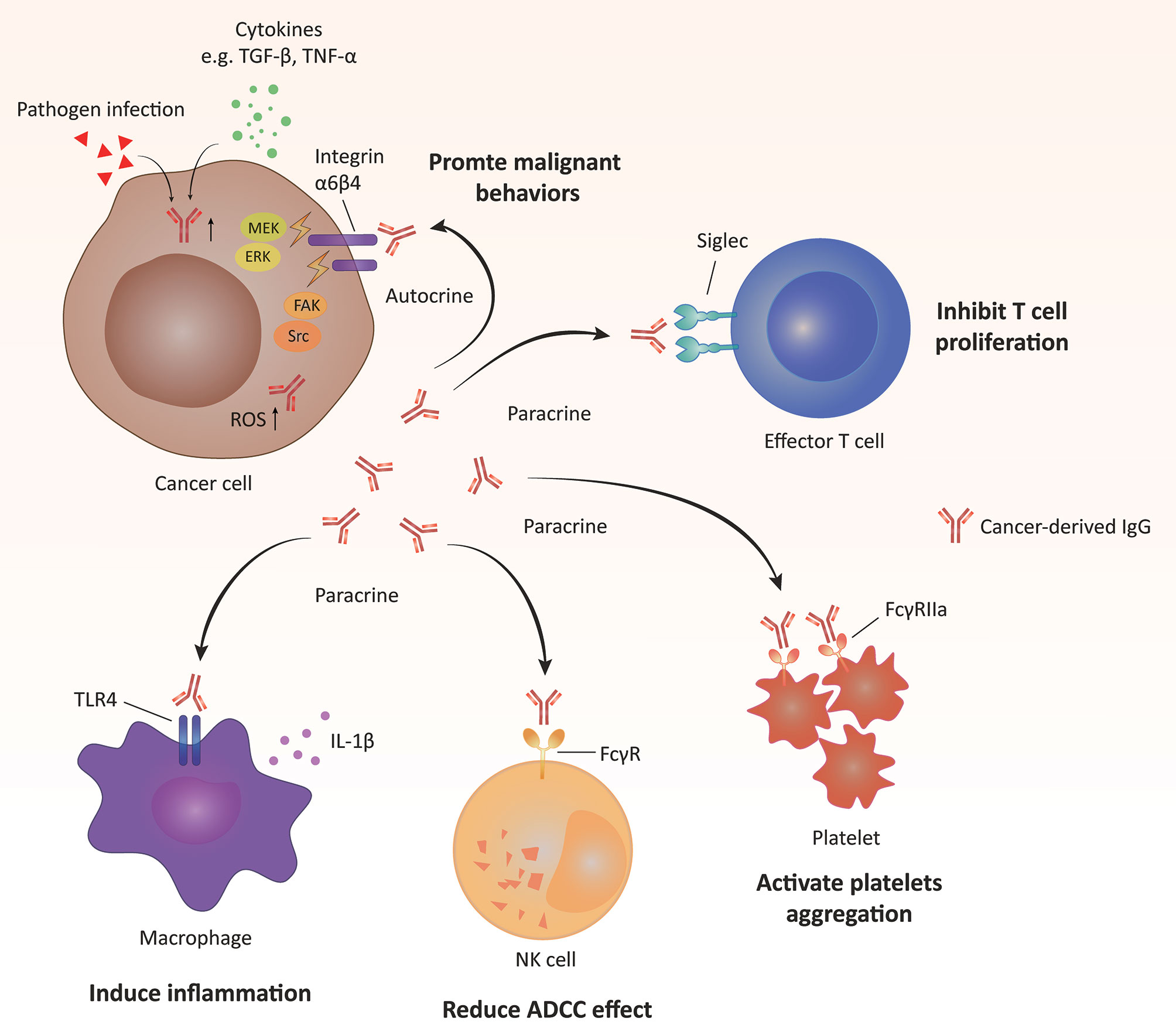 Frontiers Immunoglobulin Expression In Cancer Cells And Its Critical Roles In Tumorigenesis Immunology