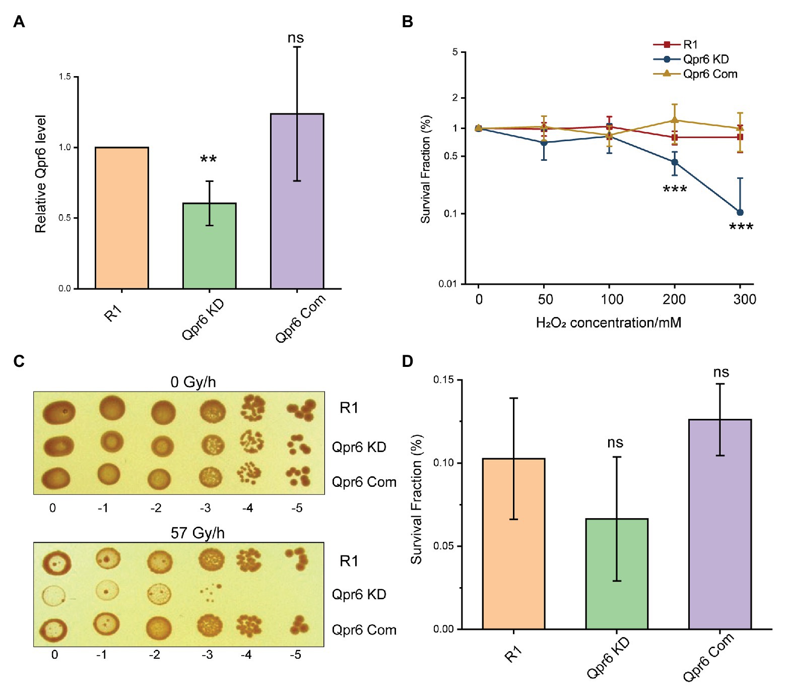 Oxidative Stress Resistance in Deinococcus radiodurans