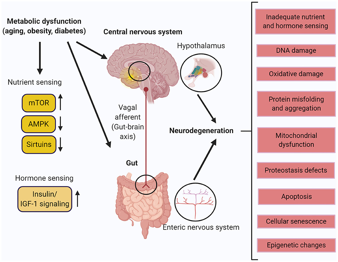 Picture Of Nervus System Central Nervous System Cns Anatomy 