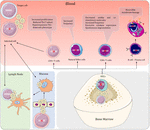 Frontiers | Immunopathogenesis and Cellular Interactions in Human T ...