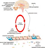 Frontiers | Review: The Role of Intestinal Dysbiosis in Parkinson’s ...