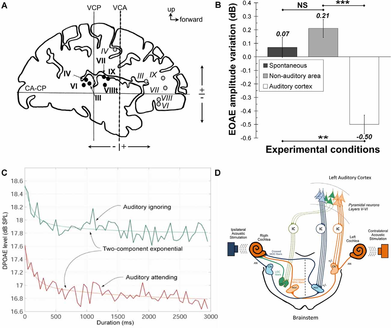 Frontiers  Top-Down Inference in the Auditory System: Potential