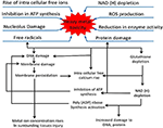 Frontiers | Mechanisms Regulating the Dynamics of Photosynthesis Under ...