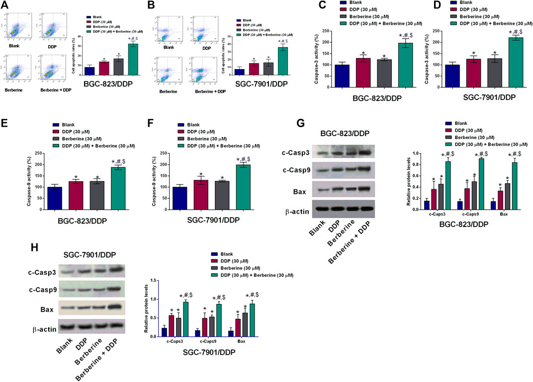 Combination treatment of berberine and solid lipid curcumin particles  increased cell death and inhibited PI3K/Akt/mTOR pathway of human cultured  glioblastoma cells more effectively than did individual treatments