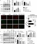 Frontiers | Inhibition of PDE1-B by Vinpocetine Regulates Microglial ...