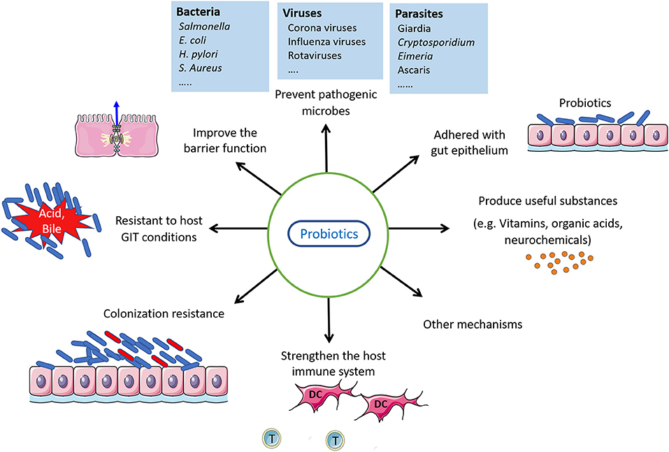 Frontiers | Modulatory Effects of Probiotics During Pathogenic 