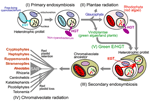 Frontiers | Algal Endosymbionts As Vectors Of Horizontal Gene Transfer ...