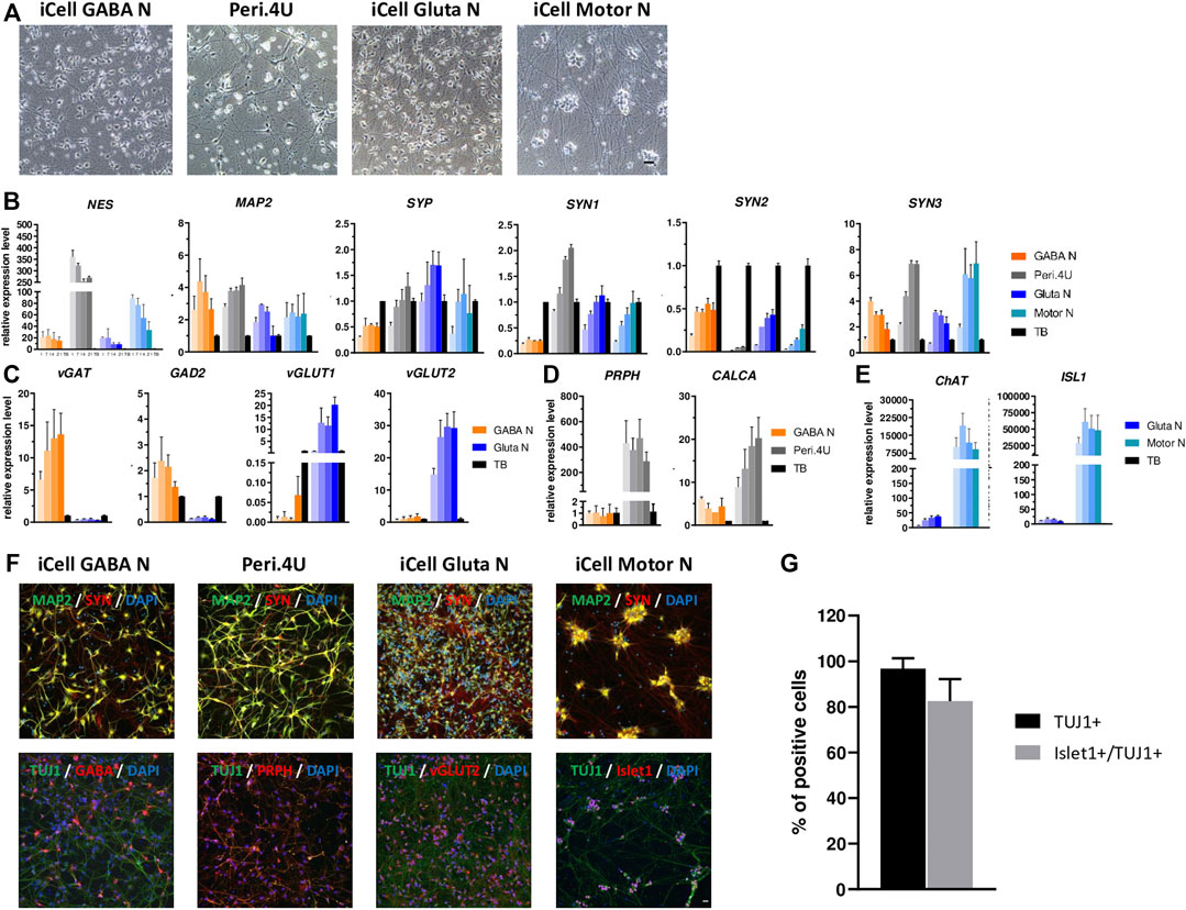 Frontiers | hiPSC-Derived Neurons Provide a Robust and