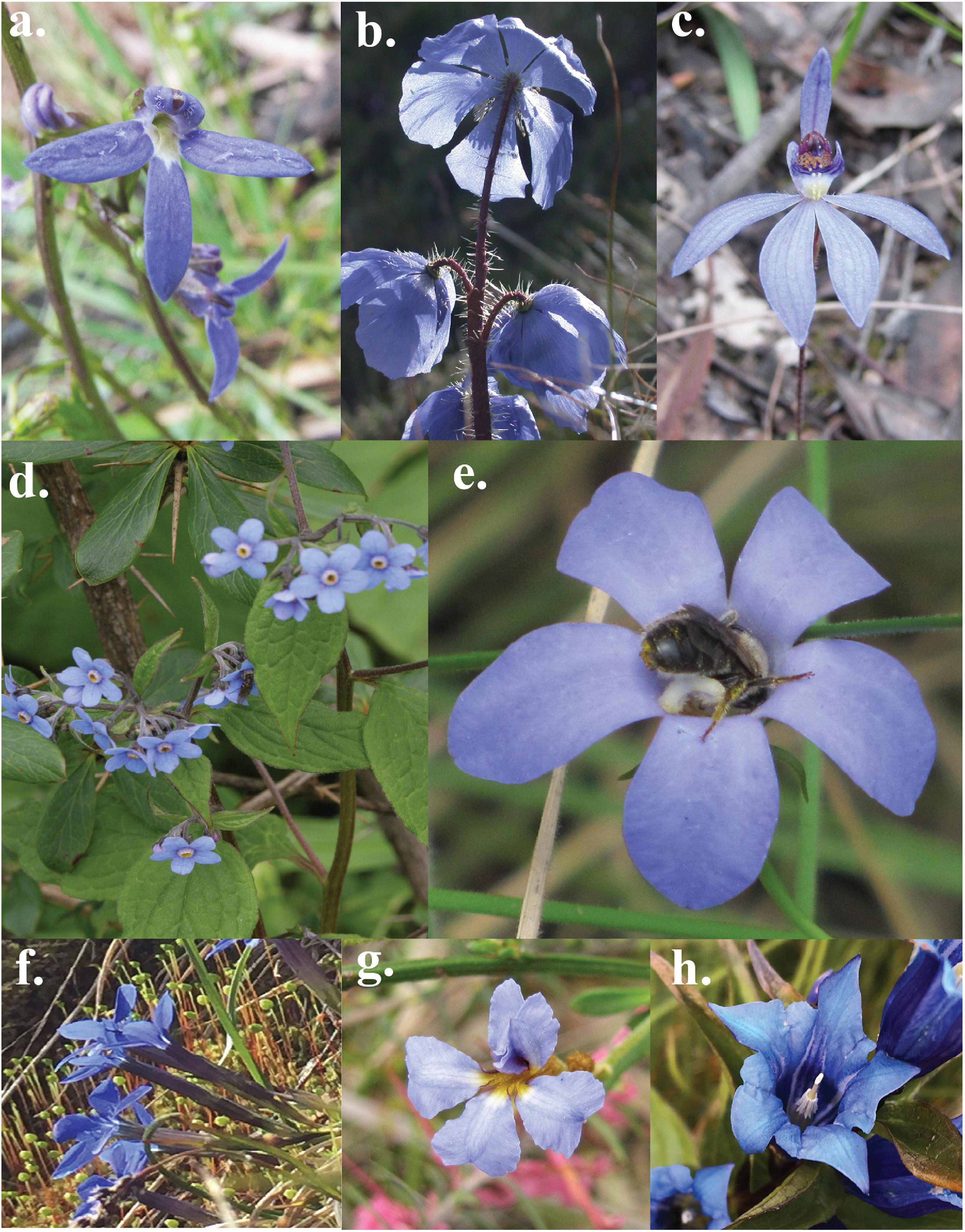 True Blue Chrysanthemum Flowers Produced with Genetic Engineering