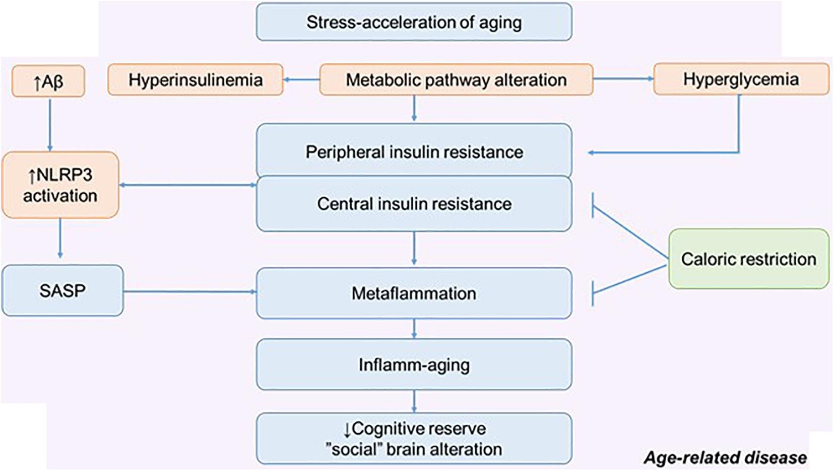 Frontiers | Inflamm-Aging and Brain Insulin Resistance: New Insights ...