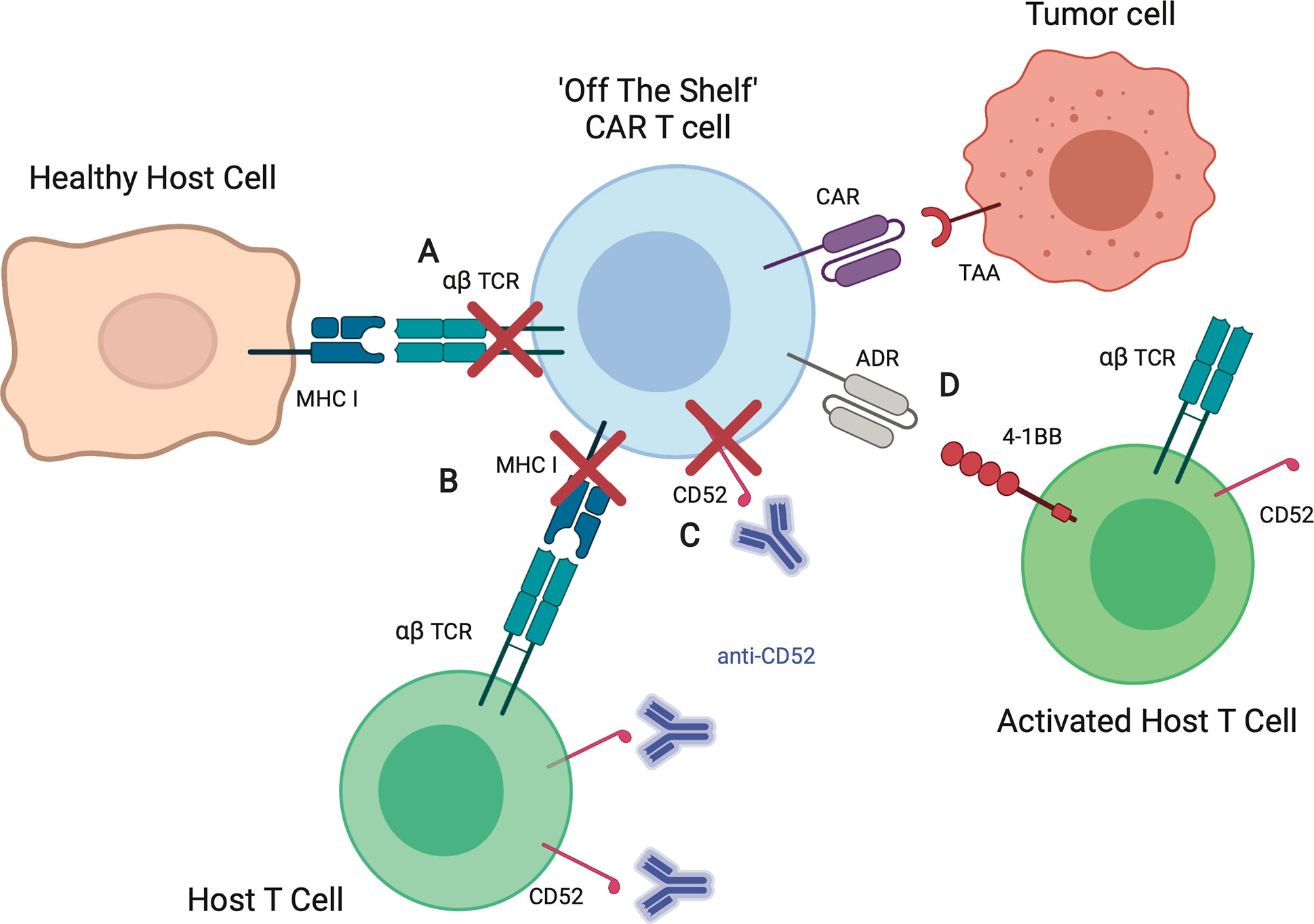 Frontiers Allogeneic Car Cell Therapy—more Than A Pipe Dream