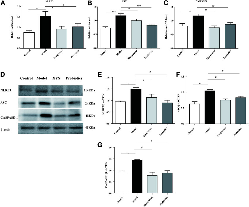 Frontiers Xiaoyaosan Improves Antibiotic Induced Depressive Like And Anxiety Like Behavior In Mice Through Modulating The Gut Microbiota And Regulating The Nlrp3 Inflammasome In The Colon Pharmacology