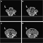 Frontiers | Cadaveric Evaluation of Injectate Distribution for Two ...