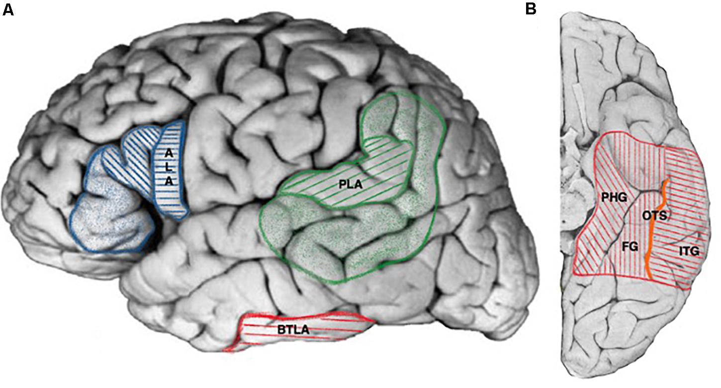 human brain mapping rossi