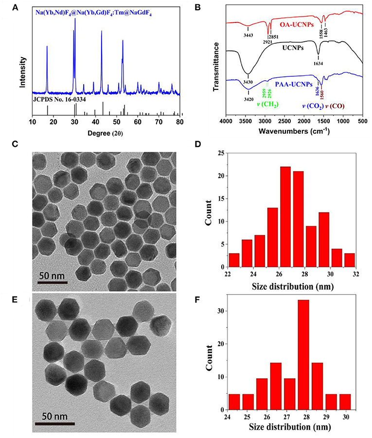 Frontiers | PAA Modified Upconversion Nanoparticles for Highly 