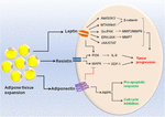 Frontiers | Epigenetic Regulation Of Adipogenesis In Development Of ...