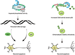 Frontiers | Determining the Fate of Neurons in SCA3: ATX3, a Rising ...