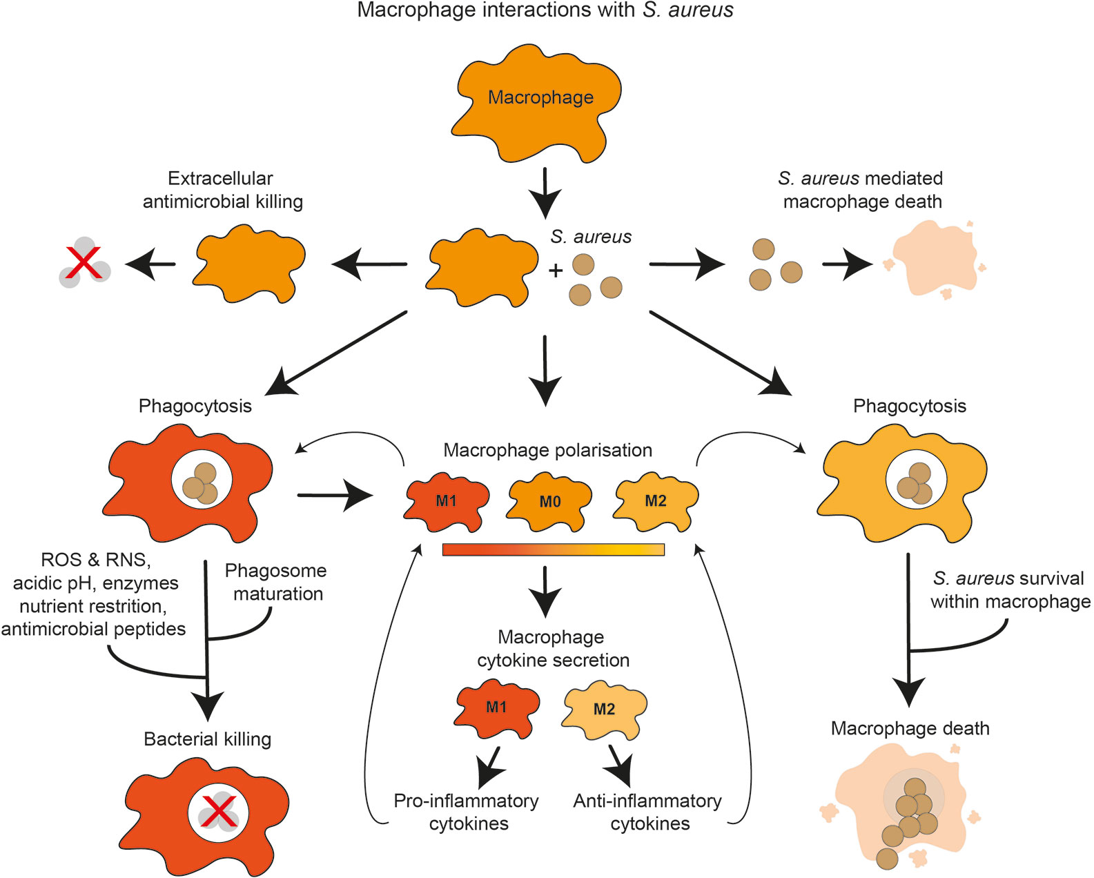 Frontiers The Role Of Macrophages In Staphylococcus Aureus Infection Immunology