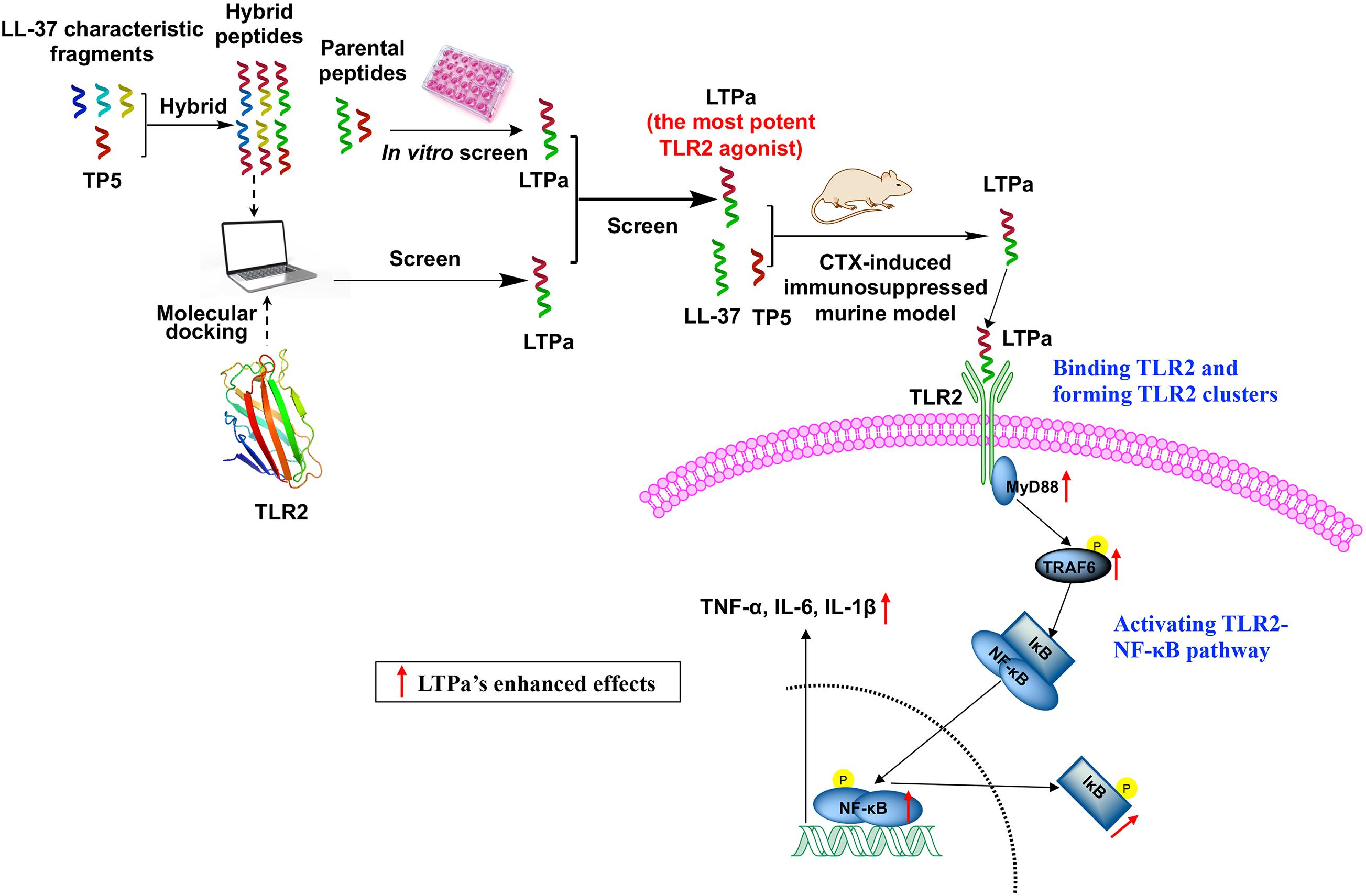 Frontiers | Design and Immunological Evaluation of a Hybrid Peptide as ...