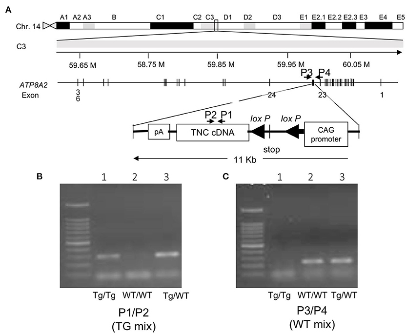 A) Generation of mice with loxP-flanked target genes (flox). (1