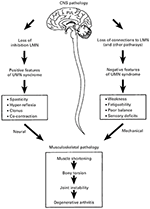 Frontiers | Skeletal Muscle in Cerebral Palsy: From Belly to Myofibril ...