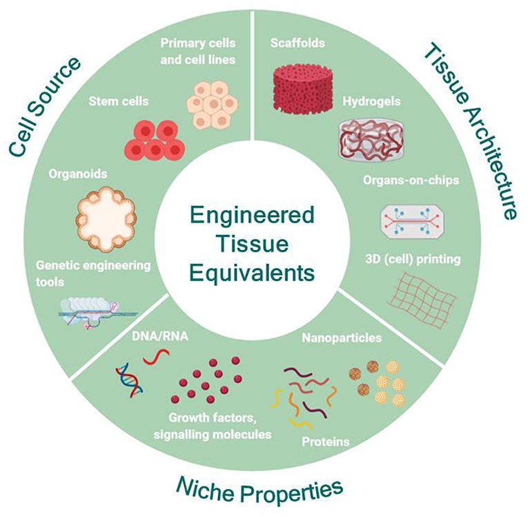 tissue engineering research articles