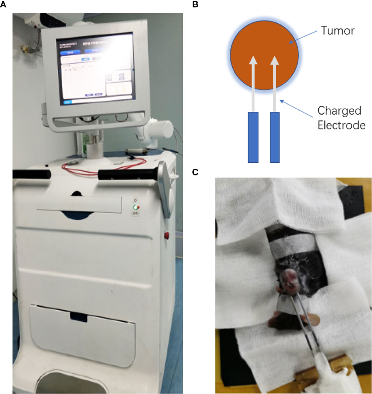 Frontiers Antitumor Effect And Immune Response Of Nanosecond Pulsed Electric Fields In Pancreatic Cancer Oncology