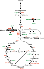 Frontiers | Relevance of NADH Dehydrogenase and Alternative Two-Enzyme ...