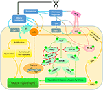 Frontiers | Links Between Testosterone, Oestrogen, And The Growth ...