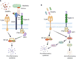 Frontiers | The Role of Siglec-G on Immune Cells in Sepsis | Immunology