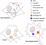 Frontiers | The Integral Role of RNA in Stress Granule Formation and ...