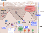 Frontiers | Major Role of the IL17/23 Axis in Psoriasis Supports the ...