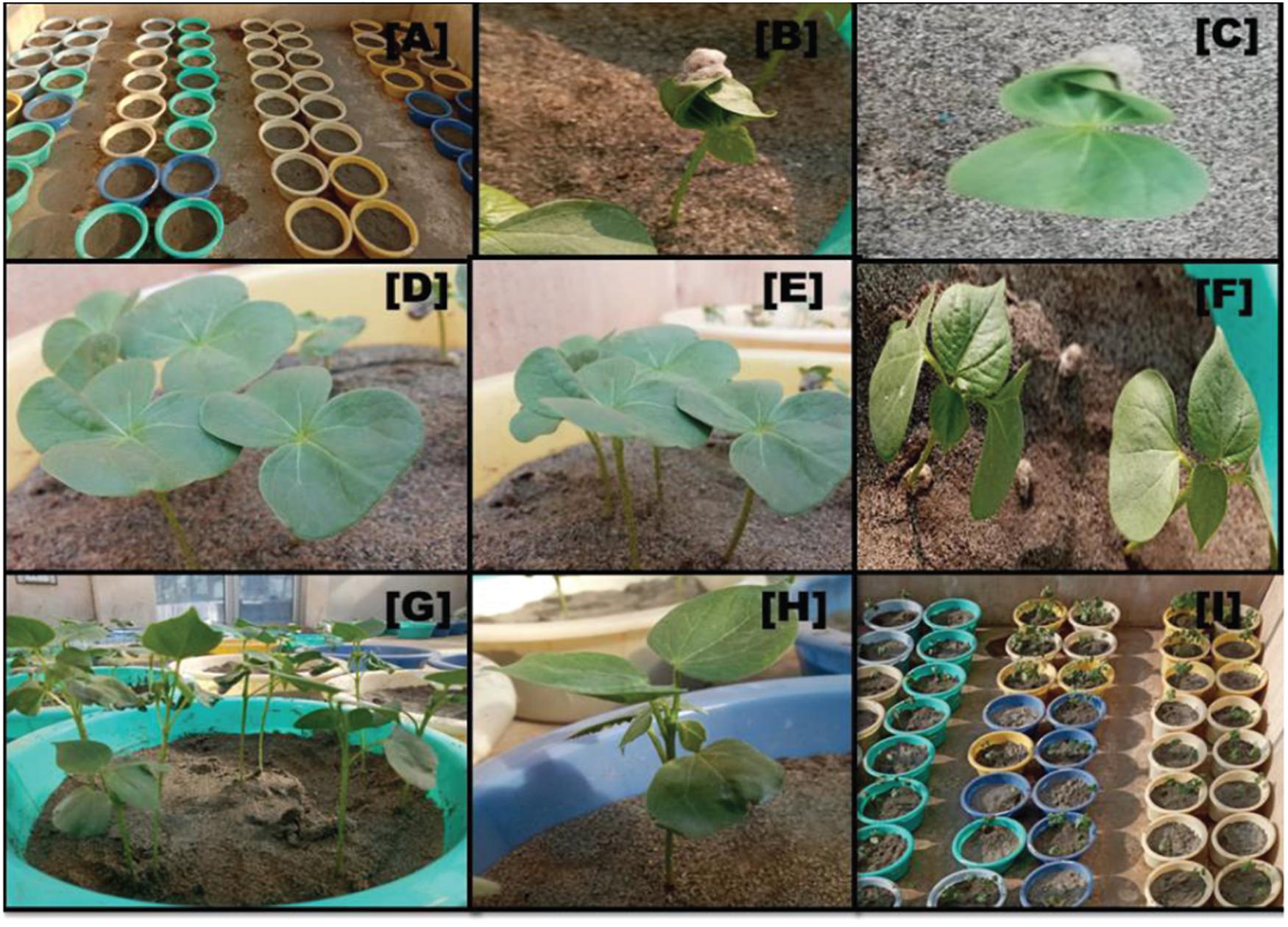 cotton plant growth stages