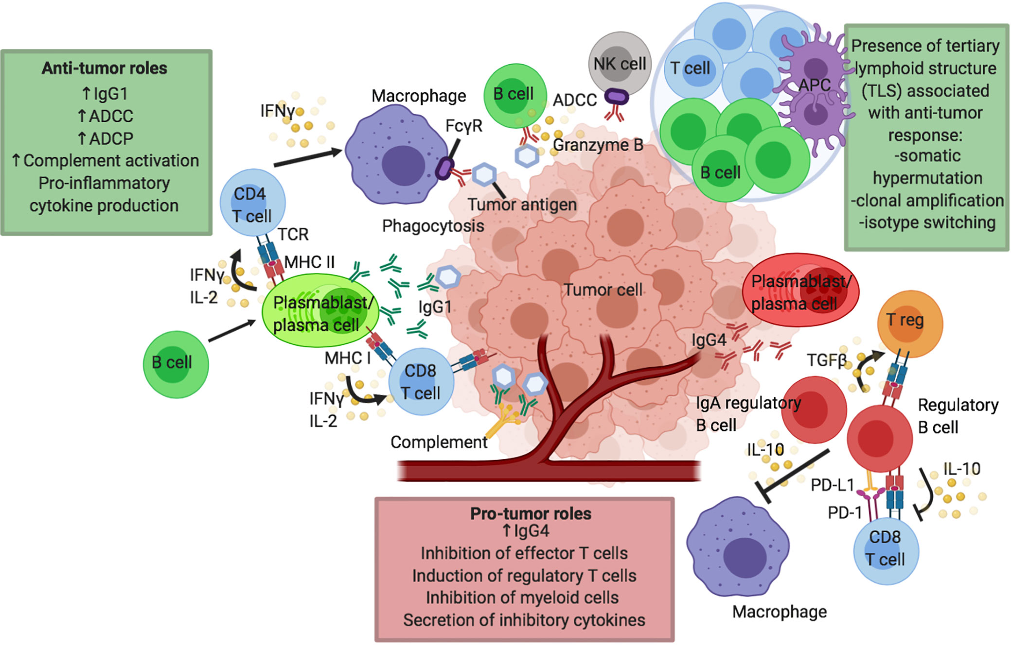 Frontiers B Cells In Patients With Melanoma Implications For Treatment With Checkpoint Inhibitor Antibodies Immunology