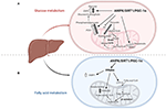 Frontiers | Glucose and Fatty Acid Metabolism of Dairy Cows in a Total ...