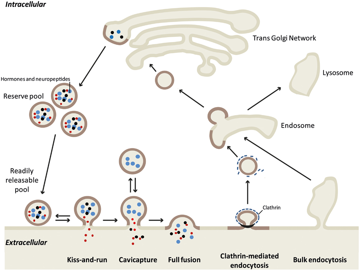 Frontiers Exocytosis And Endocytosis In Neuroendocrine Cells Inseparable Membranes Endocrinology