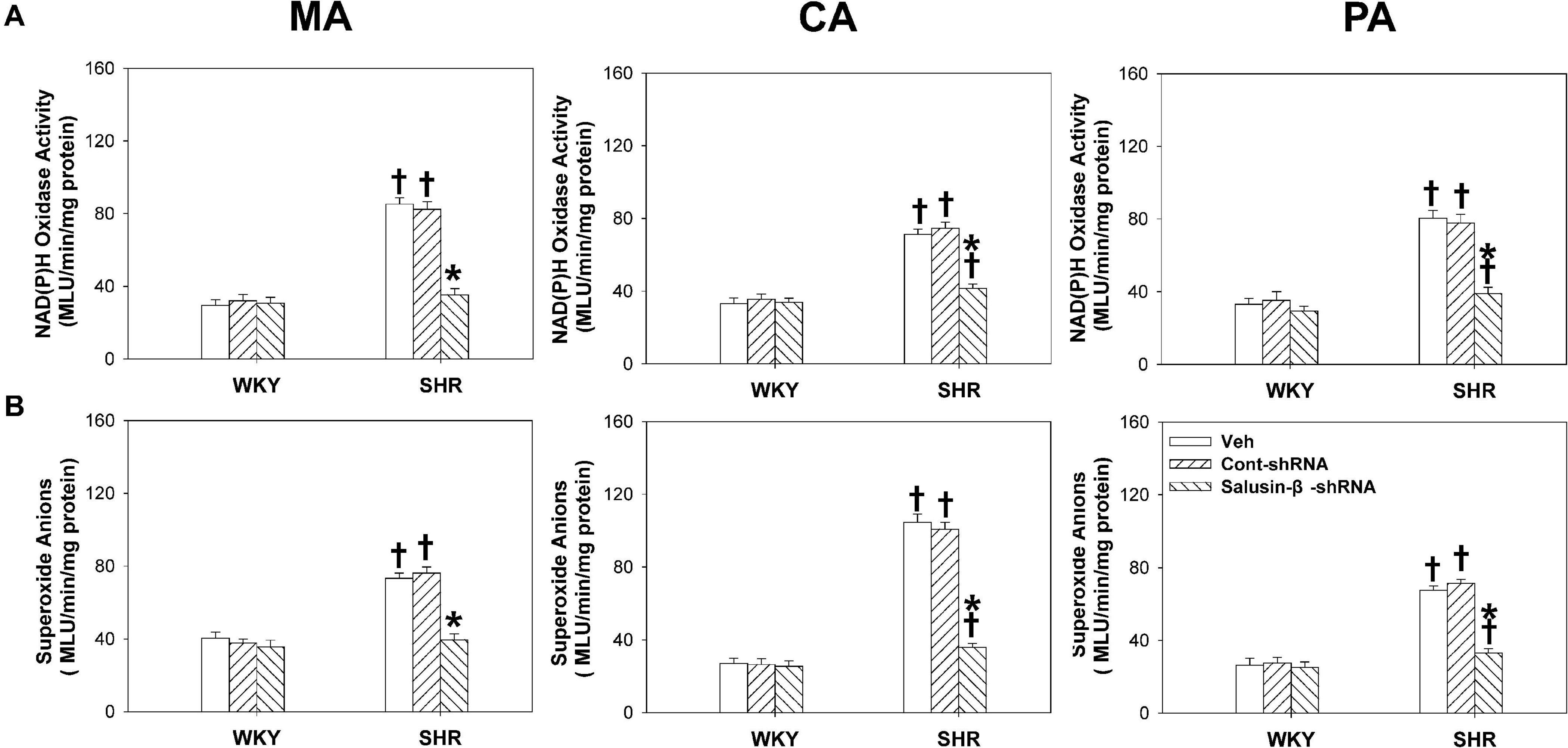 Frontiers Improvement Of Vascular Function By Knockdown Of Salusin B In Hypertensive Rats Via Nitric Oxide And Reactive Oxygen Species Signaling Pathway Physiology