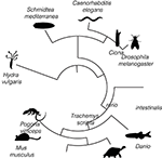 Frontiers | Single-Cell Transcriptomic Reveals Dual and Multi ...