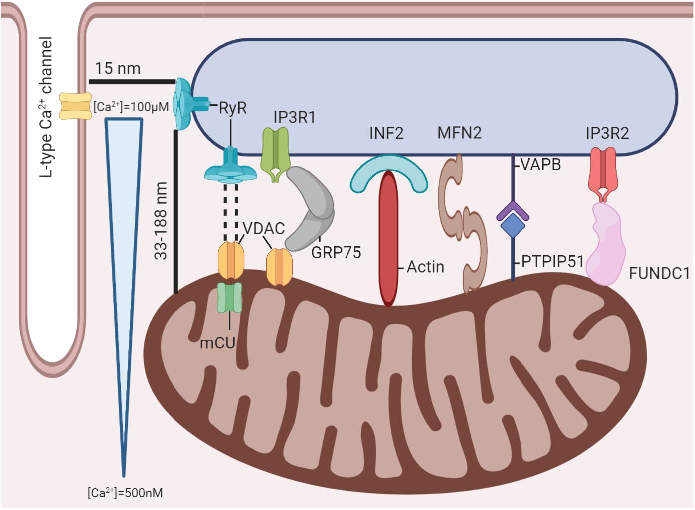 Frontiers  Mitochondrial and Sarcoplasmic Reticulum Interconnection in  Cardiac Arrhythmia