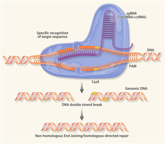 Frontiers | Targeted Therapy in Cardiovascular Disease: A Precision ...