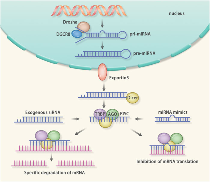 Frontiers | Targeted Therapy in Cardiovascular Disease: A Precision ...