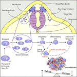 Frontiers | MYCN Function in Neuroblastoma Development | Oncology