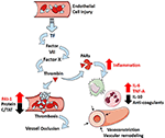 Frontiers | Mechanisms of Pulmonary Hypertension in Acute Respiratory ...